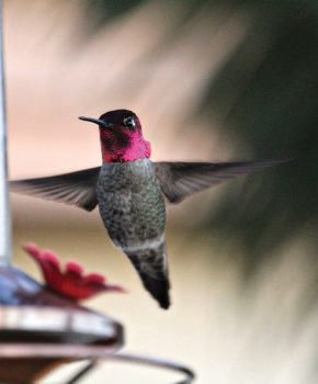 Two photos of an Anna's hummingbird in my backyard (Photos by Kendall Ronning)