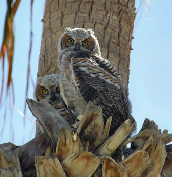 The nest of a family of owls in SunBird