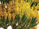 Close-up of the agave death stalk.