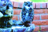 Ingrid Billinger has a friend (owl) stop by every day. She enjoys the visit!