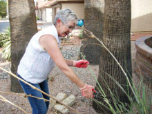 President Alice Whistler trimming her Red Yucca. This plant produces a round star-like seedpod after blooming. The small black seeds will scatter in the wind, so Alice trims them or she would have a yard filled with Yucca.