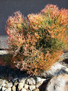 This Firestick plant has bright orange tips when winter arrives. If given water regularly when first planted, this plant will thrive in any garden.
