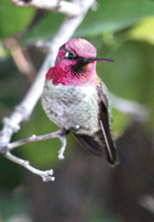 Two photos of an Anna's hummingbird in my backyard (Photos by Kendall Ronning)