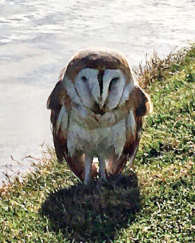 An injured barn owl rescued lakeside on the golf course (Submitted by SunBird Patrol)