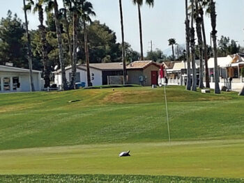 Turtle on number 13 green